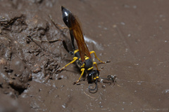 Sceliphron asiaticum