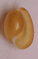 Haloa japonica