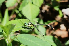 Austrogomphus amphiclitus