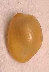 Haloa japonica