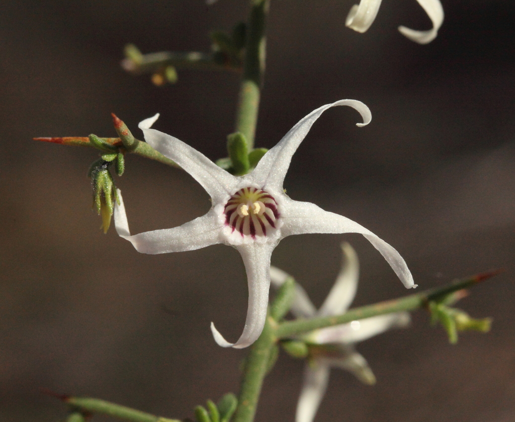 Anthocercis genistoides