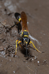 Sceliphron asiaticum