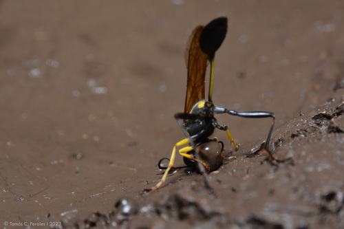 Sceliphron asiaticum photo 6