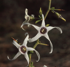 Anthocercis genistoides