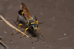 Sceliphron asiaticum