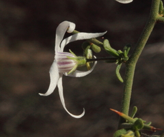 Anthocercis genistoides