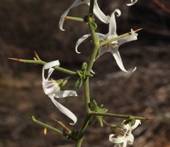 Anthocercis genistoides