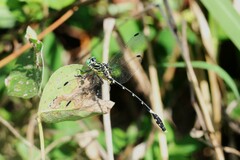 Austrogomphus amphiclitus