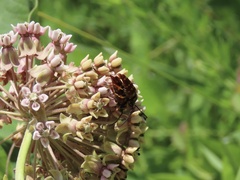 Typocerus velutinus