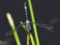 Micrathyria caerulistyla