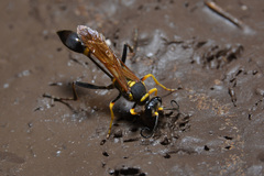 Sceliphron asiaticum