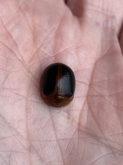 Dicranosterna immaculata