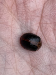 Dicranosterna immaculata