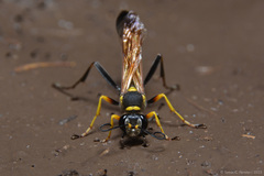 Sceliphron asiaticum