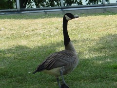 Branta canadensis