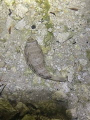 Sphoeroides testudineus