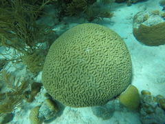 Colpophyllia natans