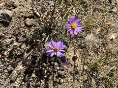 Symphyotrichum ascendens