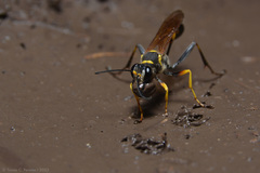 Sceliphron asiaticum