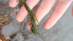Elodea