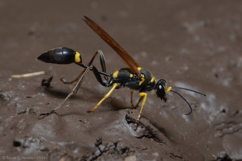 Sceliphron asiaticum photo 4
