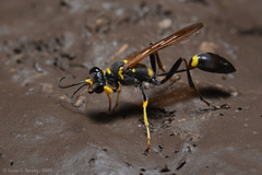 Sceliphron asiaticum