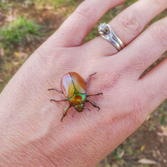 Anoplognathus hirsutus