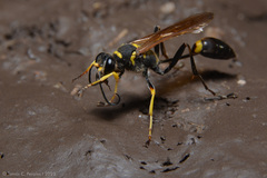 Sceliphron asiaticum