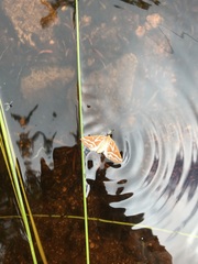 Caripeta angustiorata