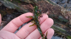 Elodea