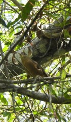 Colluricincla rufogaster