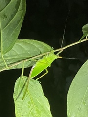 Copiphora cultricornis