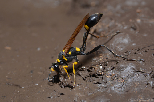 Sceliphron asiaticum photo 3