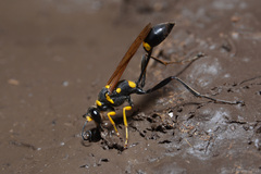Sceliphron asiaticum