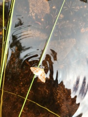 Caripeta angustiorata