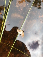 Caripeta angustiorata