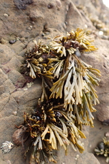 Pelvetiopsis limitata