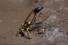 Sceliphron asiaticum