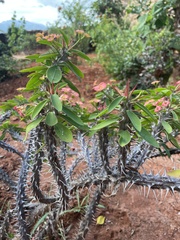 Euphorbia milii