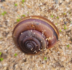 Helminthoglypta sequoicola