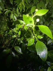 Hyptis capitata