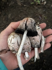 Coprinus comatus