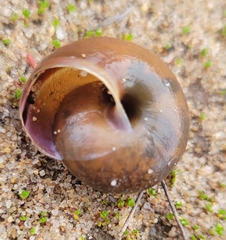 Helminthoglypta sequoicola