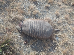 Chaetophractus villosus