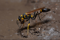 Sceliphron asiaticum