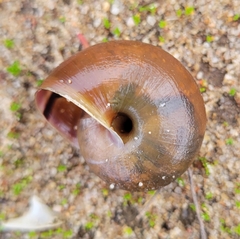 Helminthoglypta sequoicola