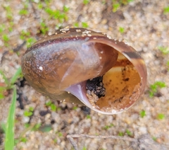 Helminthoglypta sequoicola