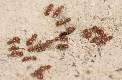 Pogonomyrmex barbatus