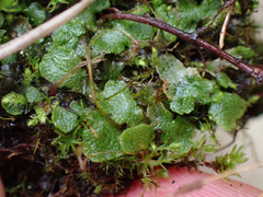 Mannia gracilis