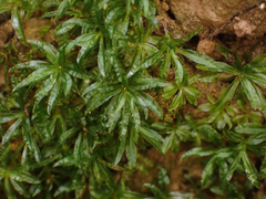 Atrichum selwynii